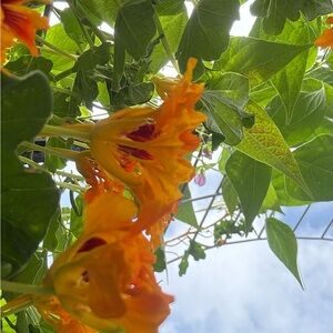 Vibrant Orange Flowers